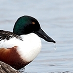 IMG_1313 Canard Souchet